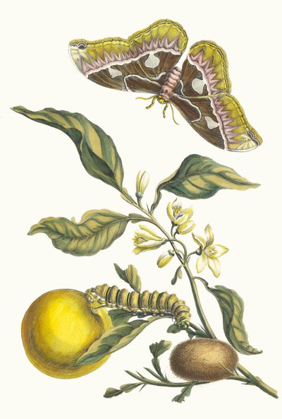 Oranger. Del libro Metamorphosis insectorum Surinamensium de Maria Sibylla Merian