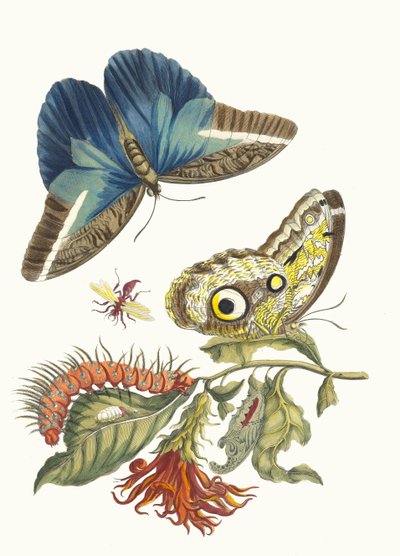 Pachystachys coccinea. Del libro Metamorphosis insectorum Surinamensium, 1705 de Maria Sibylla Merian