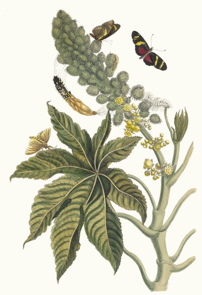 Palma Christi. Del libro Metamorphosis insectorum Surinamensium, 1705 de Maria Sibylla Merian
