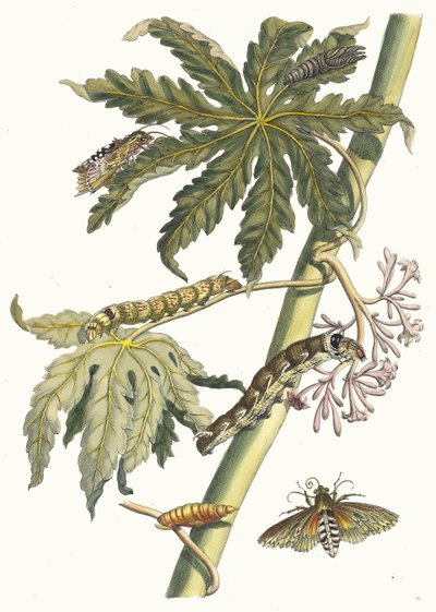Papaya. Del libro Metamorphosis insectorum Surinamensium, 1705 de Maria Sibylla Merian