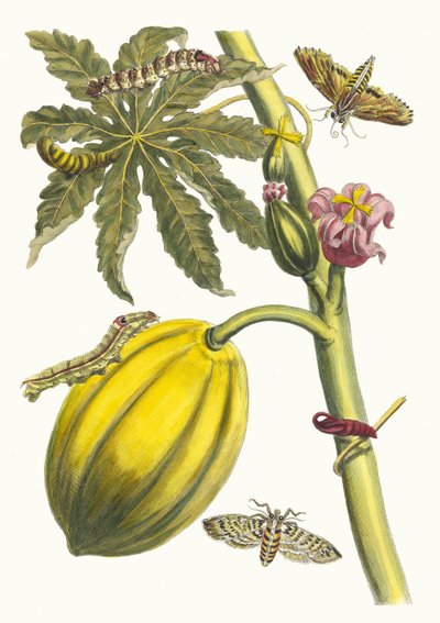 Papaya. Del libro Metamorphosis insectorum Surinamensium, 1705 de Maria Sibylla Merian