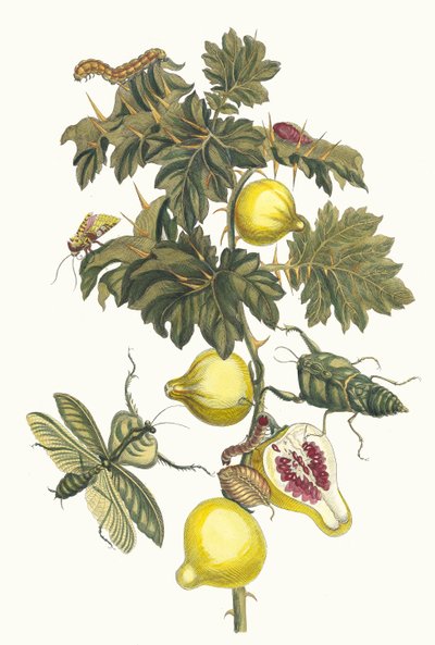 Pomme de Sodome. Del libro Metamorphosis insectorum Surinamensium, 1705 de Maria Sibylla Merian