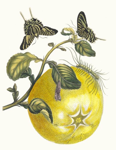 Pompelmous. Del libro Metamorphosis insectorum Surinamensium, 1705 de Maria Sibylla Merian