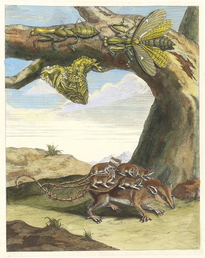 Rat de forest. Del libro Metamorphosis insectorum Surinamensium, 1705 de Maria Sibylla Merian