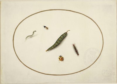 Orugas e insectos, en un óvalo horizontal, bordeados por una línea dorada, ejecutados finamente como una miniatura de Maria Sibylla Merian