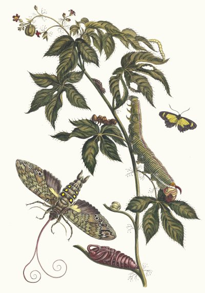 Ricinus de América. Del libro Metamorphosis insectorum Surinamensium de Maria Sibylla Merian
