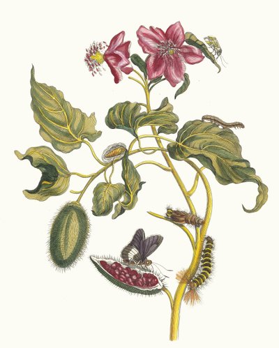 Rocu. Del libro Metamorphosis insectorum Surinamensium de Maria Sibylla Merian
