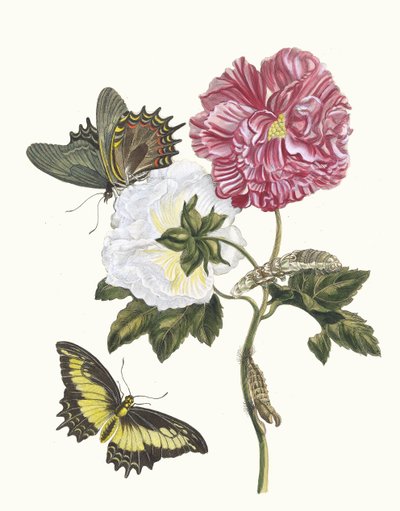 Rosier. Del libro Metamorphosis insectorum Surinamensium de Maria Sibylla Merian