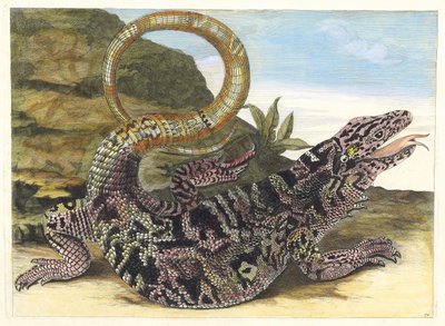 Sauvegarde. Del Libro Metamorphosis insectorum Surinamensium, 1705 de Maria Sibylla Merian