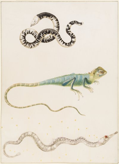 Lagarto gusano sudamericano de cabeza pequeña, iguana o lagarto arborícola de las Indias orientales y pez pipa de Maria Sibylla Merian