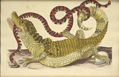 Caimán de anteojos Caiman crocodilus y una falsa serpiente coral, 1705 de Maria Sibylla Merian