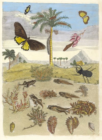 Escarabajo Ciervo, Anfibios y Palmeras. Del libro Metamorphosis insectorum de Maria Sibylla Merian