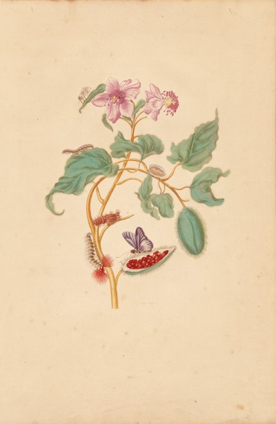 El Rocu con orugas, polillas y mariposas de Maria Sibylla Merian