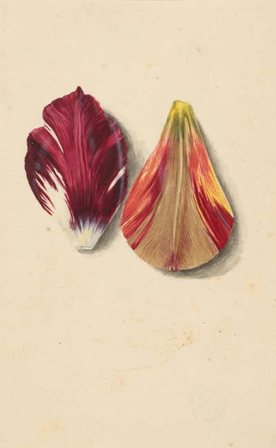 Dos hojas de tulipán de Maria Sibylla Merian