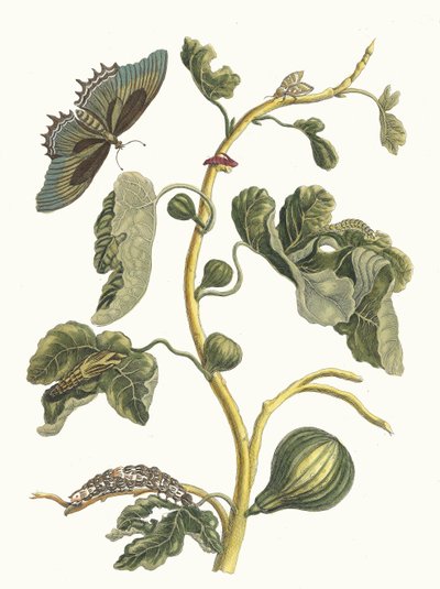 Guayaba blanca. Del libro Metamorphosis insectorum Surinamensium, 1705 de Maria Sibylla Merian