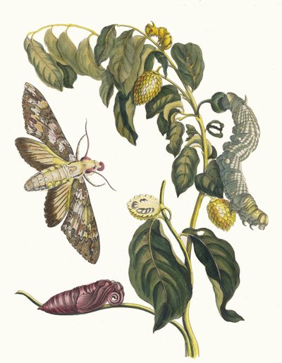 Zursak. Del libro Metamorphosis insectorum Surinamensium de Maria Sibylla Merian