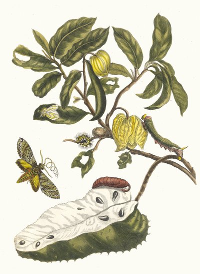 Zuursak. Del libro Metamorphosis insectorum Surinamensium, 1705 de Maria Sibylla Merian