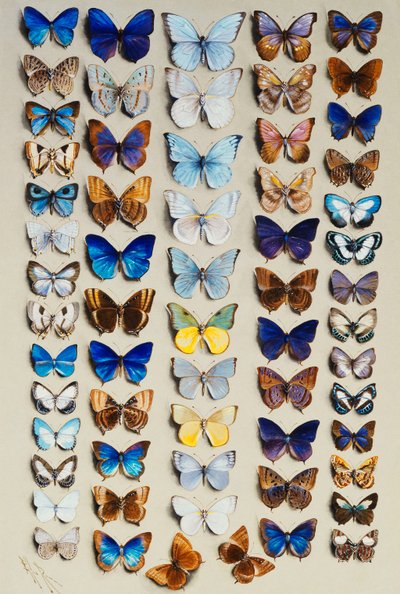 Un plato lleno de sesenta y dos mariposas, en cinco columnas, representando en su mayoría algunos de los miembros más grandes de la familia Lycaenidae de Marian Ellis Rowan