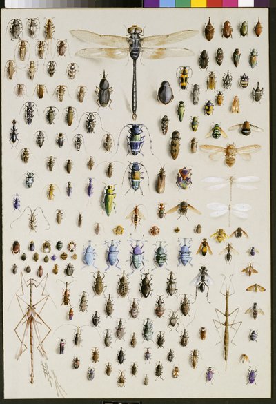 Ciento cincuenta insectos, dominados en la parte superior por una gran libélula de Marian Ellis Rowan
