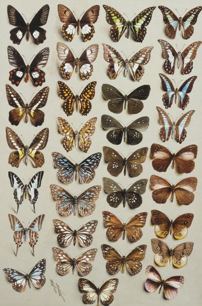 Treinta y tres mariposas, en cuatro columnas, pertenecientes a las familias Papilionidae y Danainae de Marian Ellis Rowan
