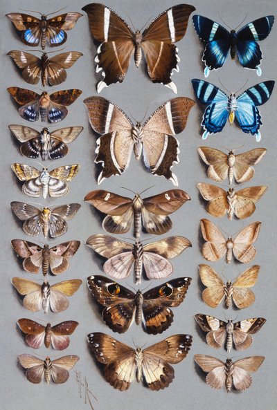 Veinticuatro Polillas, en tres columnas, principalmente de la familia Noctuidae de Marian Ellis Rowan