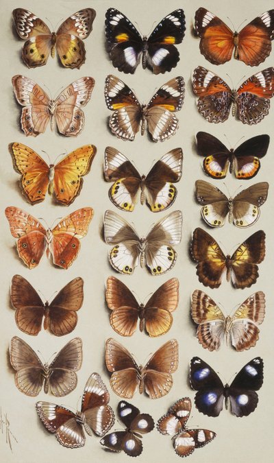 Veintidós mariposas en tres columnas, todas pertenecientes a la familia Nymphalidae de Marian Ellis Rowan
