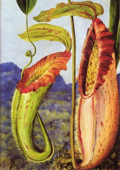 Una nueva planta jarro de las montañas calizas de Sarawak, Borneo de Marianne North