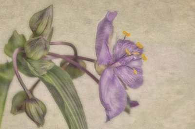 Delicada flor morada de Marie-anne Stas