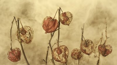 Farolillos de otoño secos de Marie-anne Stas
