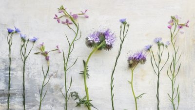  de Marie-anne Stas