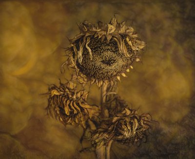  de Marie-anne Stas