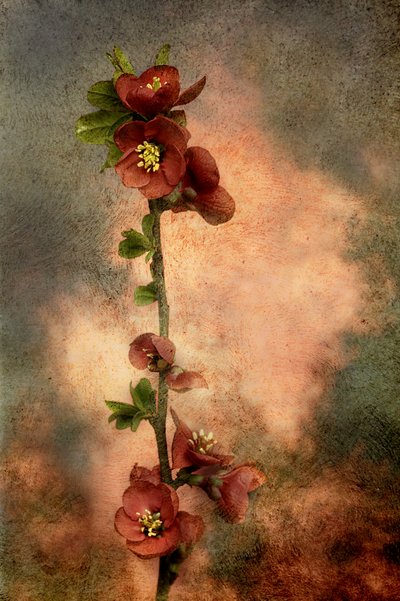  de Marie-anne Stas