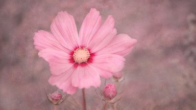 Cosmos rosa pálido de Marie-anne Stas