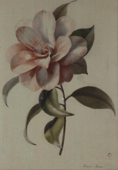Camellia de Marie Anne