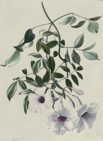 Jazmín de Marie Anne