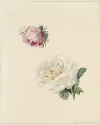 Estudios de una rosa rosa y una rosa blanca de Marie Louise Praetorius