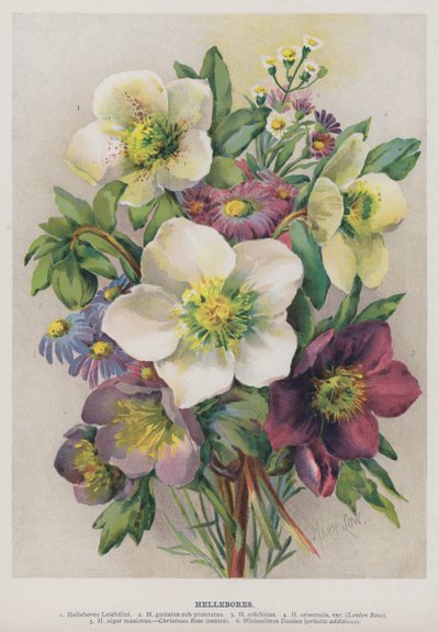 Helleborus de Marie Low