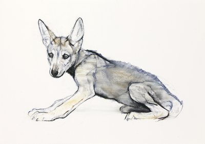 Cachorro de lobo árabe adolescente, 2009 de Mark Adlington