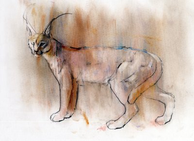 Caracal Árabe, 2009 de Mark Adlington
