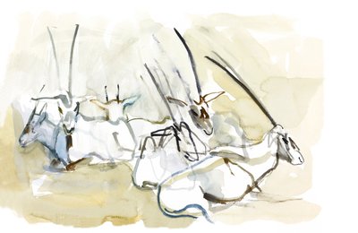 Órix árabe, 2010 de Mark Adlington
