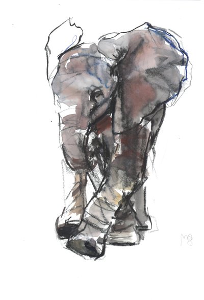 Estudio de Elefante Bebé de Mark Adlington