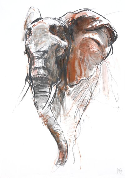 Hermosa Elefanta, Loisaba de Mark Adlington