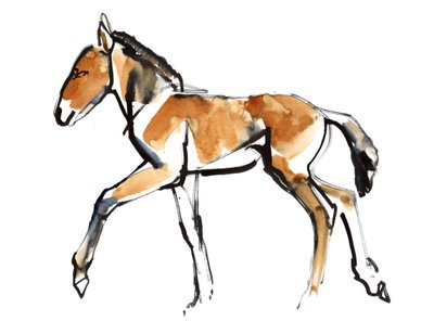Potro (Przewalski) de Mark Adlington