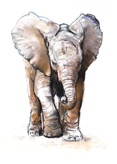 Concentración (elefante bebé), 2018 de Mark Adlington