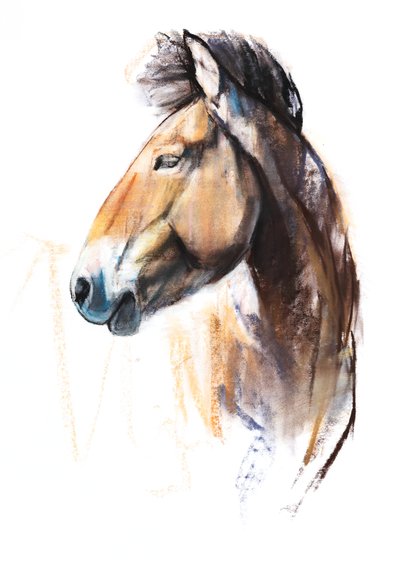 Espíritu del desierto (Przewalski) de Mark Adlington