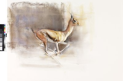 Viento del desierto (Gacela árabe), 2010 de Mark Adlington