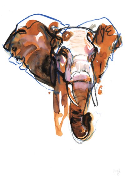 Estudio de cabeza de elefante de Mark Adlington