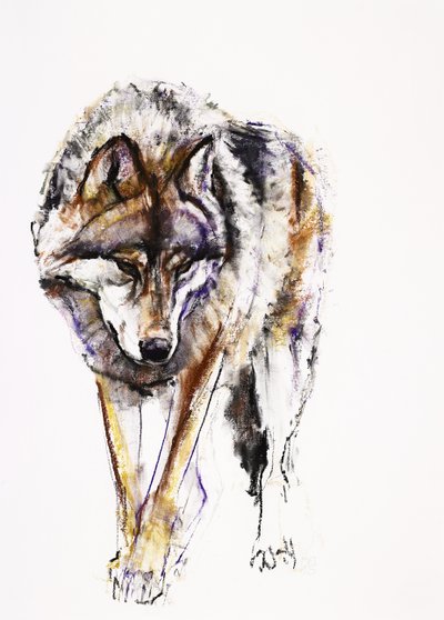 Lobo europeo de Mark Adlington