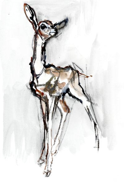 Gerenuk cervatillo, Sarara, 2018 de Mark Adlington