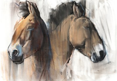 Estudio de Cabeza (Przewalski) 2012 de Mark Adlington
